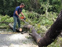Hampton Manor, NY Tree Care Company