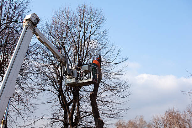 How Our Tree Care Process Works  in  Hampton Manor, NY